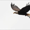 Orel belohlavy / Bald Eagle