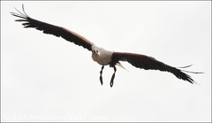 Orel jasnohlasy / African Fish-eagle