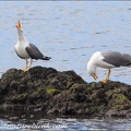 Racek stredomorsky / Atlantic Yellow-legged Gull