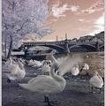 Labut velka / Mute Swan - infrared