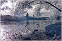 Labut velka / Mute Swan - infrared