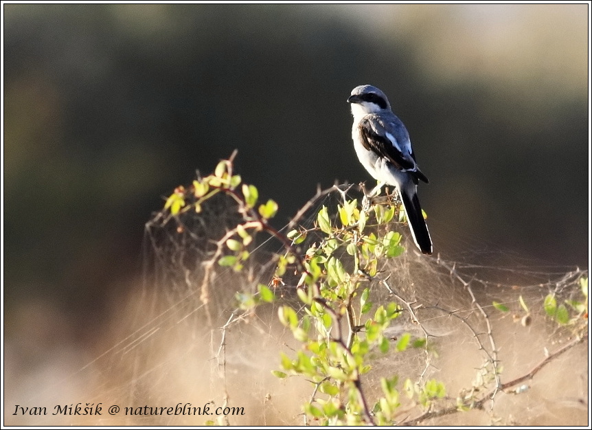 Southern Grey Shrike / Tuhyk pustinny