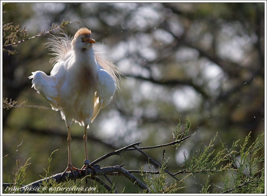 Volavka rusohlava / Cattle Egret