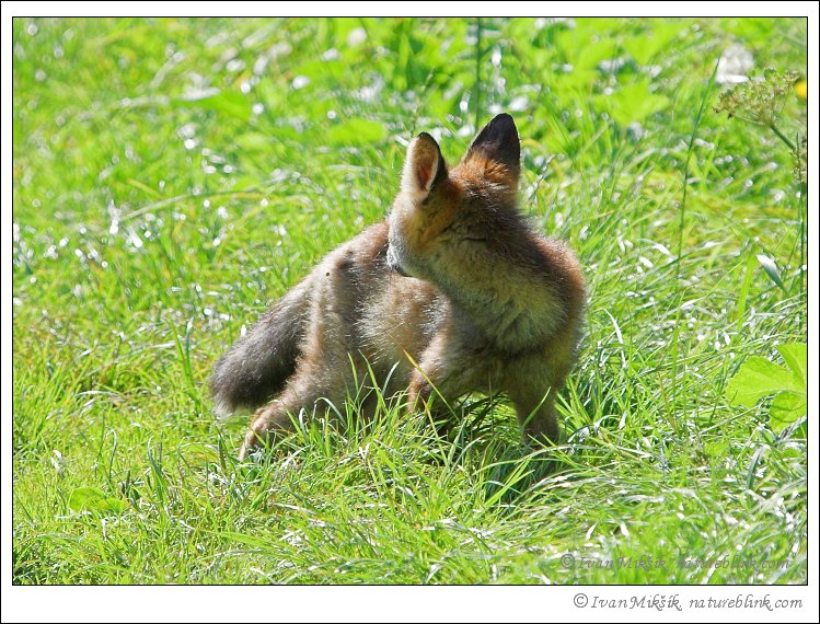fox_0798.jpg