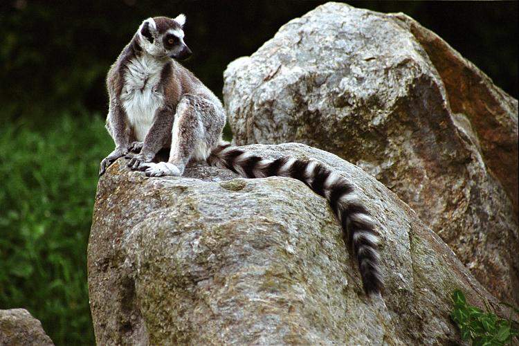 Lemur kata / Ring-tailed Lemur