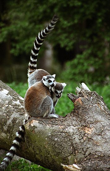lemur8.jpg