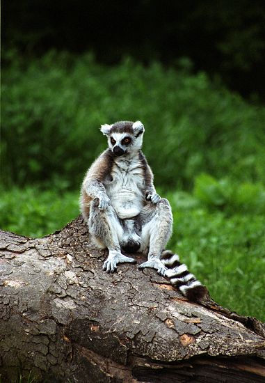 lemur9.jpg