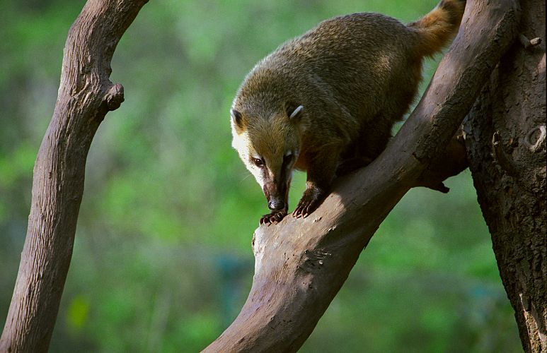 Nosal cerveny / South-American Coati