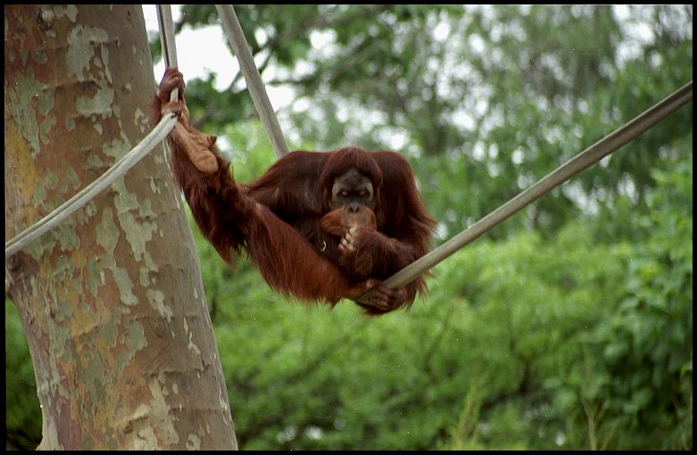 orangutan251_9.jpg