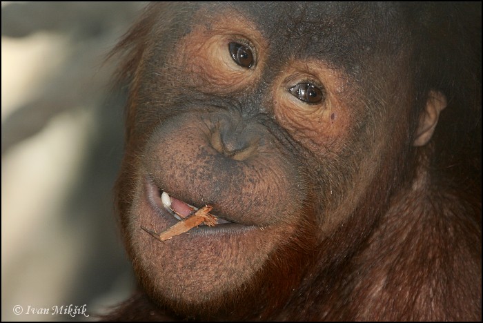 orangutan_0865.jpg