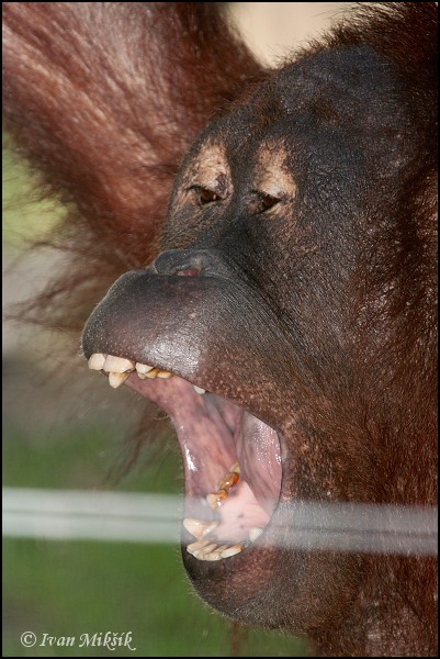 orangutan_0875.jpg