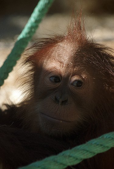 orangutan_ml4.jpg