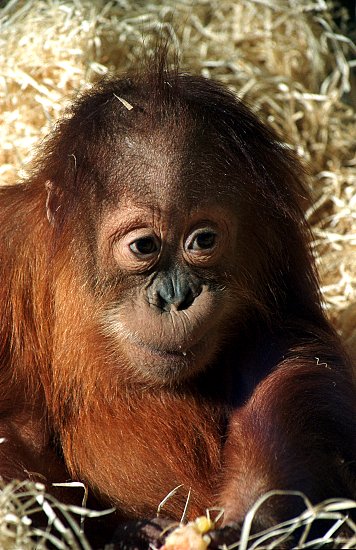 orangutan_ml5.jpg