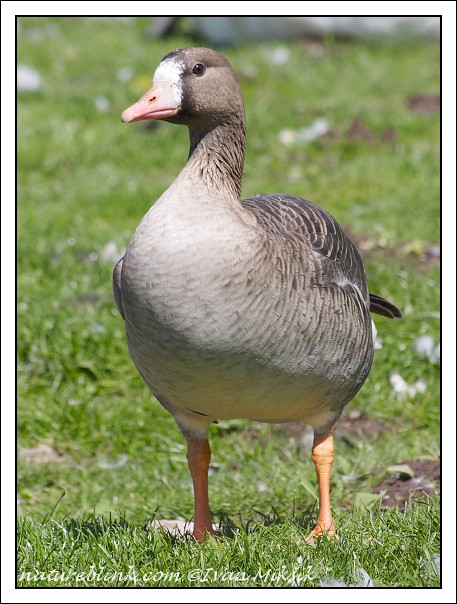Husa belocela / White-fronted Goose