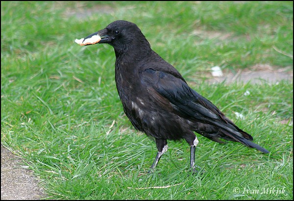 Vrána obecná cerná / Carrion Crow
