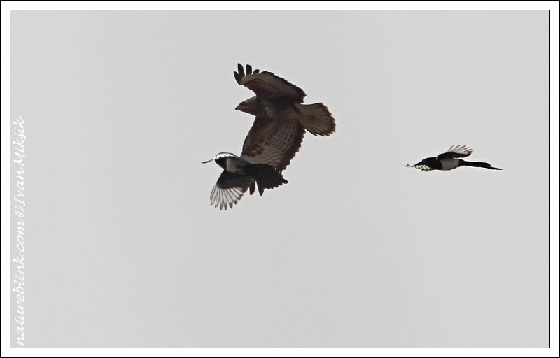 Boj kanete a strak / Fight of Buzzard and Magpies
