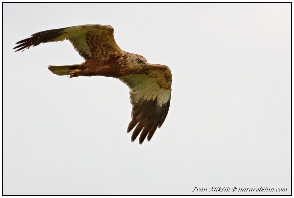 Motak pochop / Western Marsh Harrier