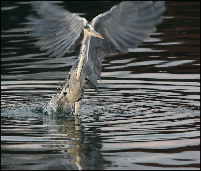 Volavka popelavá / Grey Heron