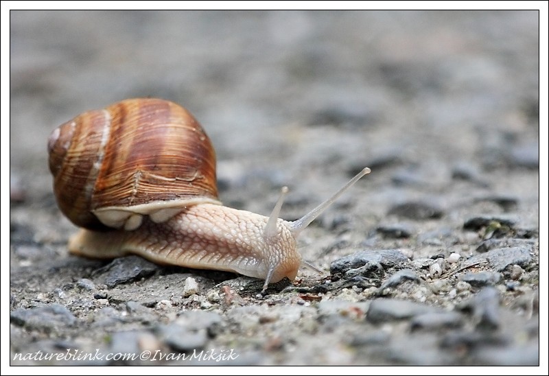 snail_3331.jpg