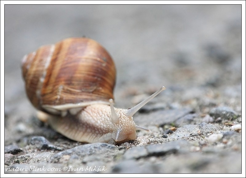 snail_3349.jpg