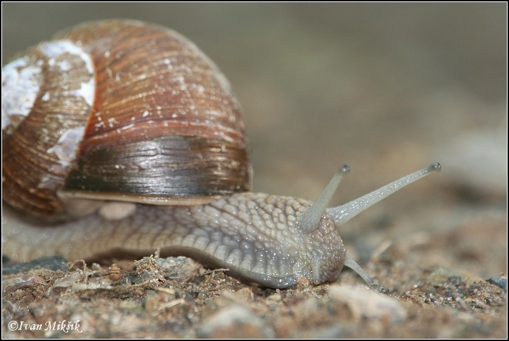 snail_7172.jpg