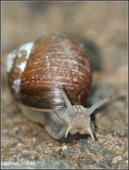 snail_7180.jpg