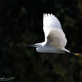 Little Egret / Volavka stribrita