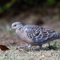 Oriental Turtle Dove / Hrdlicka vychodni