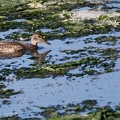 Eastern Spot-billed Duck / Kachna cinska