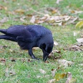 Large-billed Crow / Vrana tlustozoba