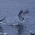 Racek belohlavy / Caspian gull