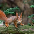 Veverka obecna / Eurasian Squirrel