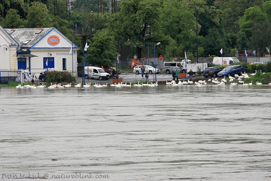 Praha - Záplavy (Flood) 2013 (Ivan Mikšík)